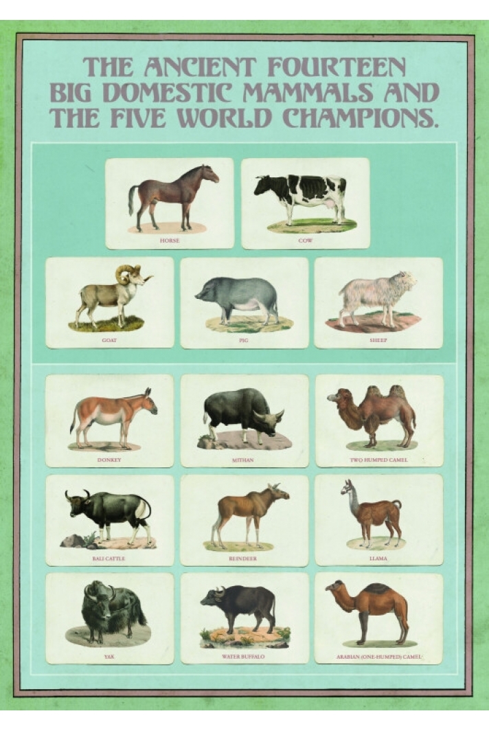 Animal Champions
